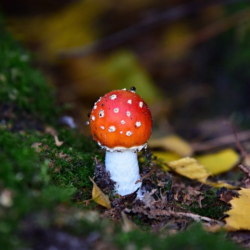 buy LSD online in Canada | Shrooms Online Canada