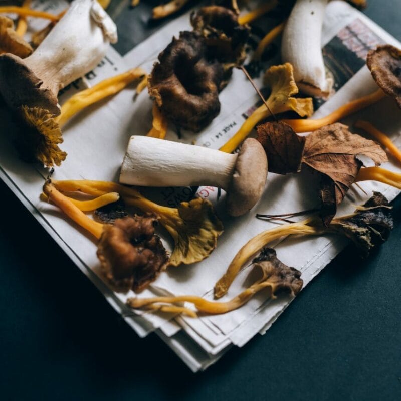 Mushroom chocolate at Zoomies Canada | Shrooms Online Canada