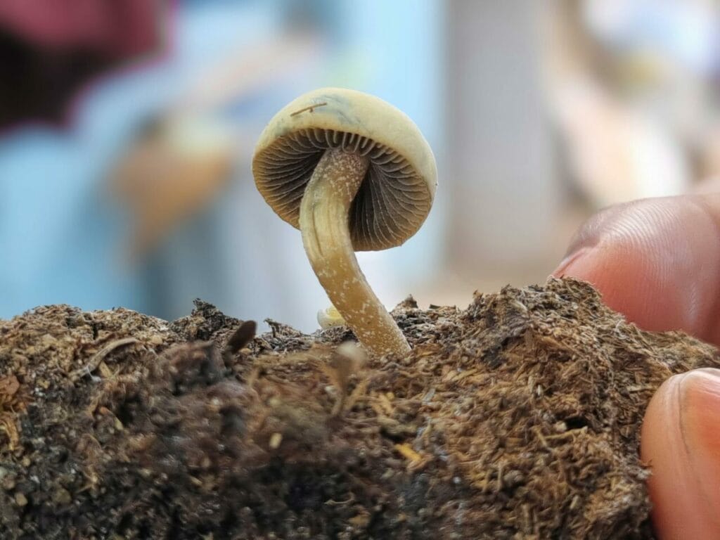 Athletes Turn to Psychedelics for Healing Following Life-Altering Injuries Magic Mushroom Dispensary