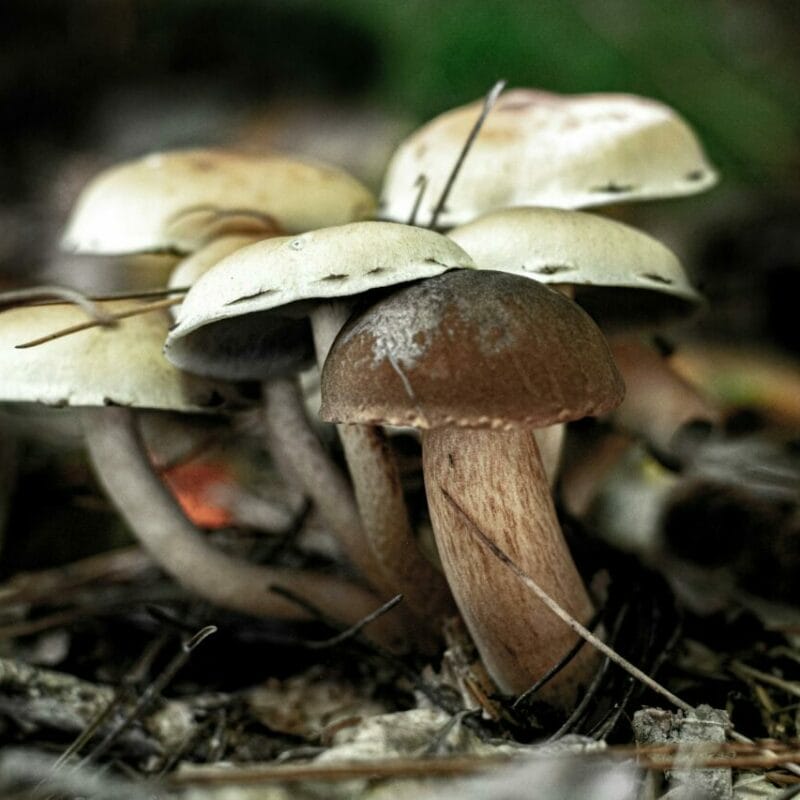 psilocybin mushroom | Shrooms Online Canada