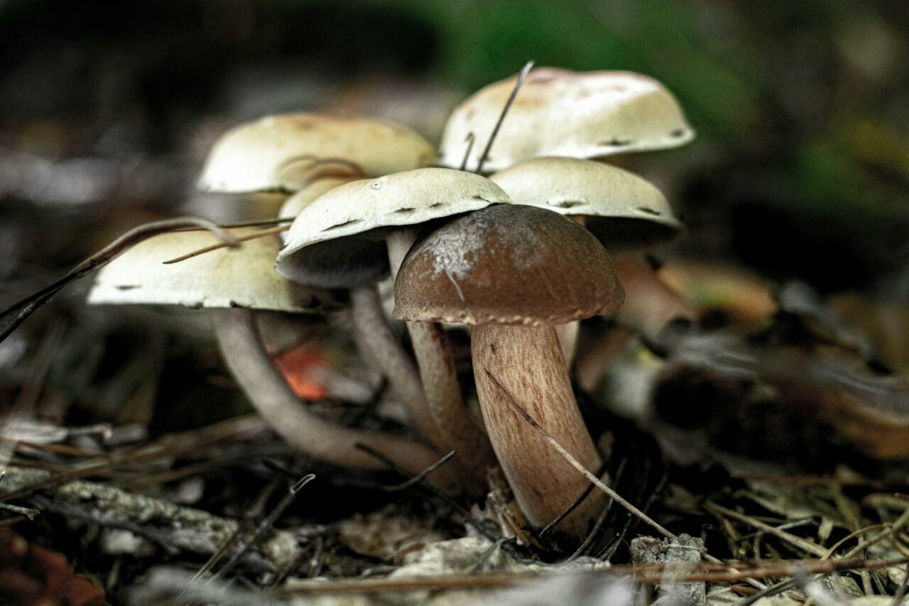 Brazilian vs. Costa Rican Magic Mushrooms: A Comparative Analysis