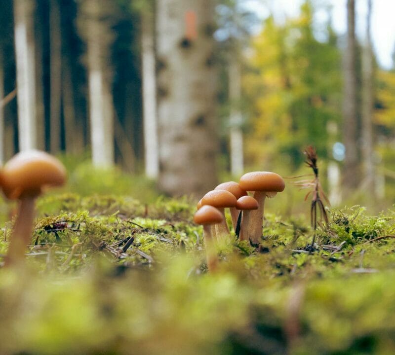 Magic Mushroom Dispensary | Shrooms Online Canada