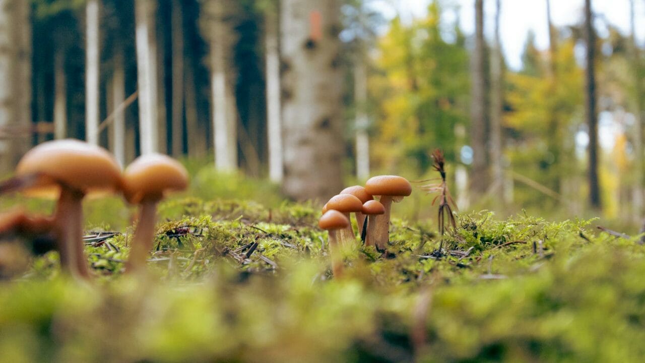 Embark on a Global Journey with Magic Mushrooms from Cambodia, Chitwan Nepal, and Ecuador.