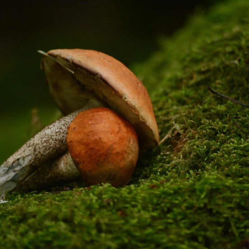 Mushroom Dispensary Vancouver | Shrooms Online Canada