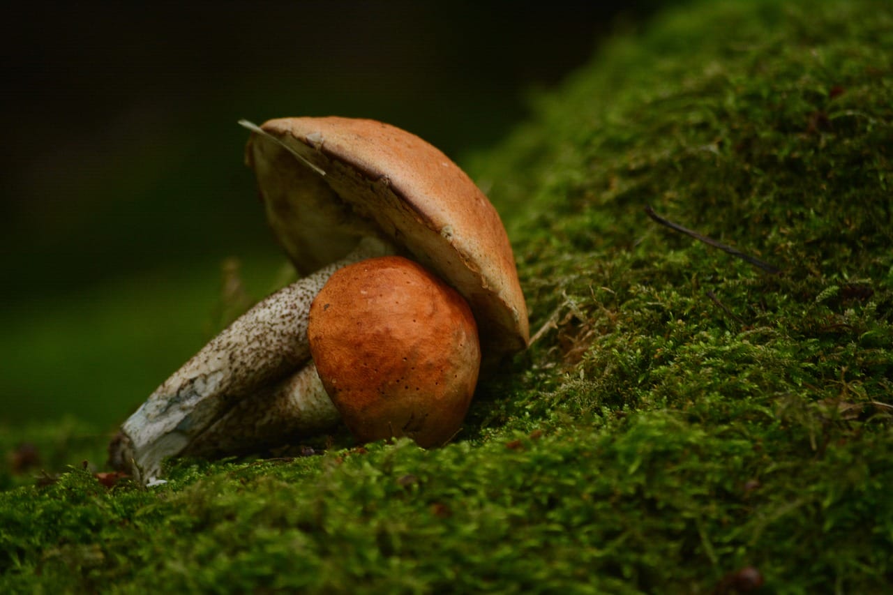 Vancouver Mushroom Dispensary: Five Fresh Mushroom Varieties You Must Explore