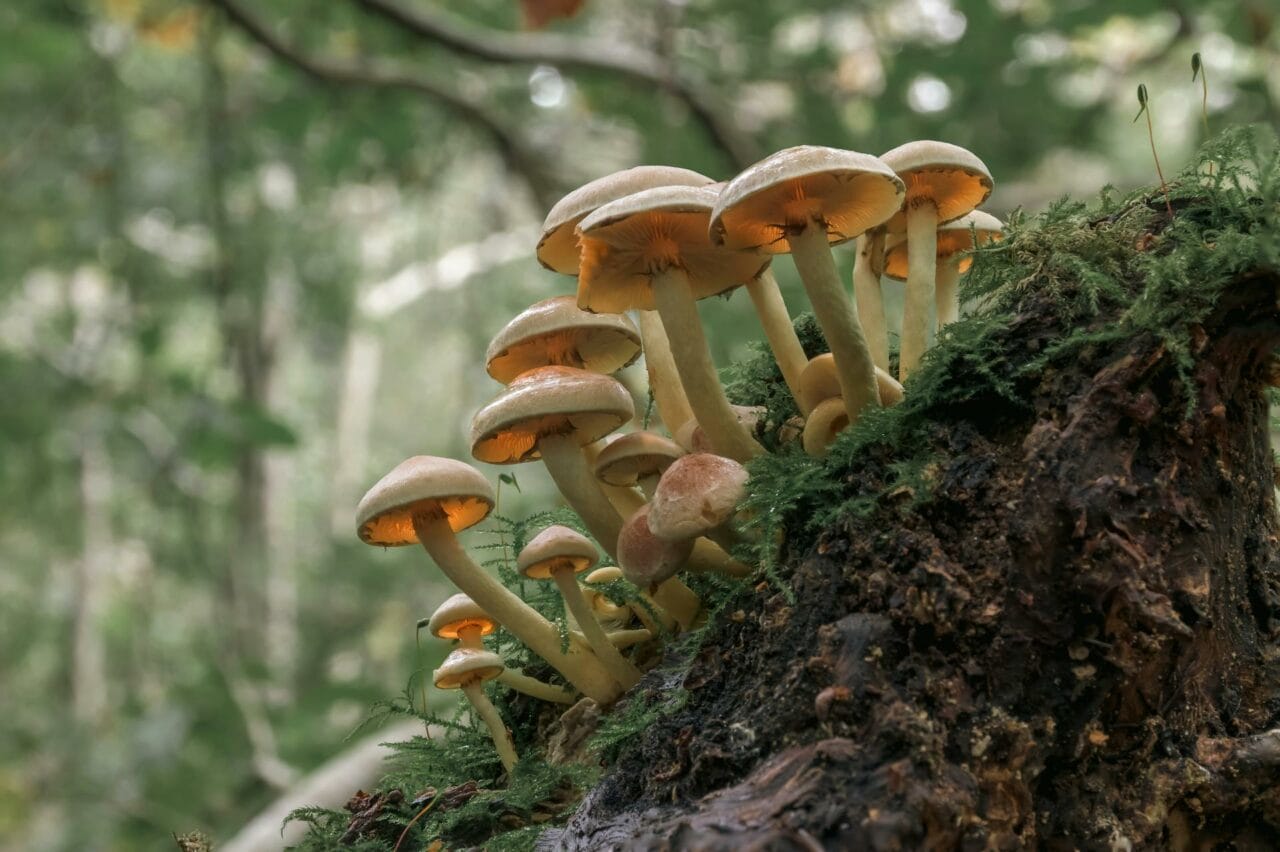 Psilocybin Found in Magic Mushrooms Enhances Sexual Performance and Pleasure