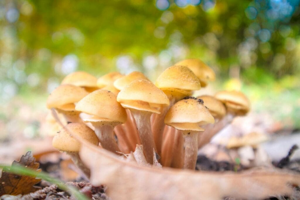 Magic mushrooms Ontario in Canada
