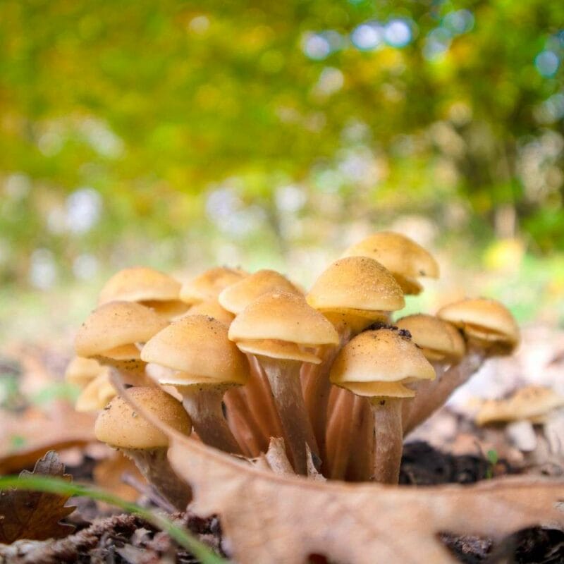 Shrooms Canada | Shrooms Online Canada