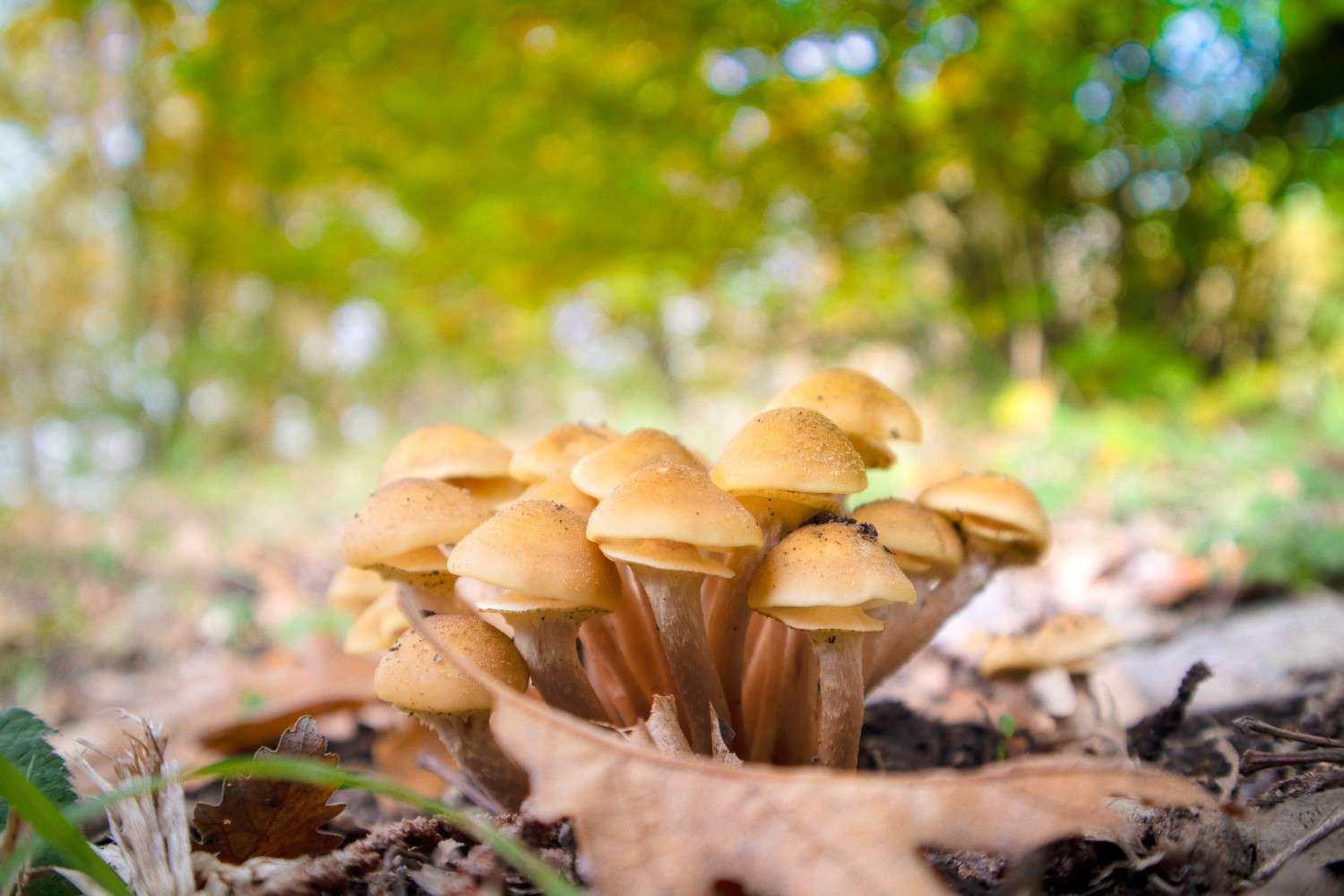 The Global Phenomenon of Microdosing – Psilocybin Mushrooms Extend Their Reach Beyond Canada