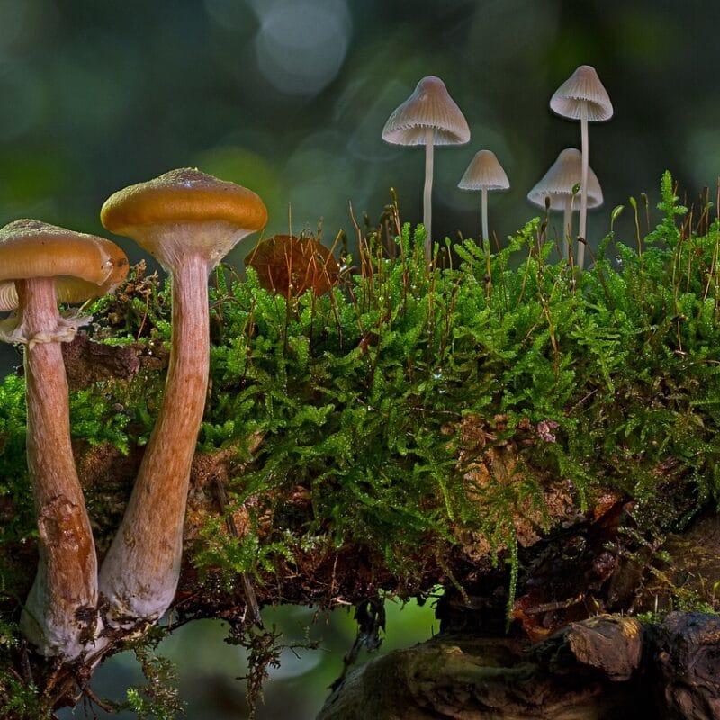 magic mushroom in Canada | Shrooms Online Canada