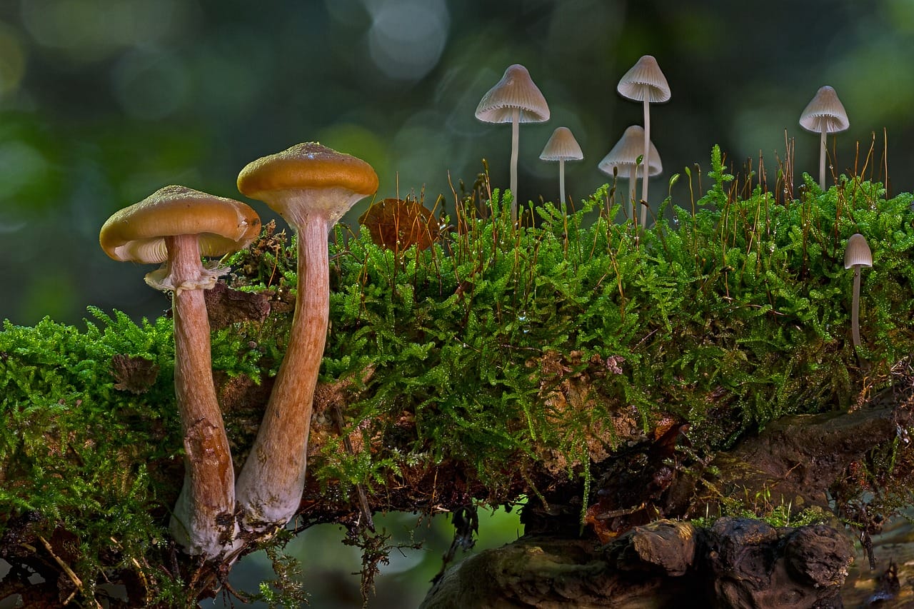 A Majority of Canadians, 80%, Are in Favor of Utilizing Psychedelic Mushrooms to Alleviate Existential Anxiety