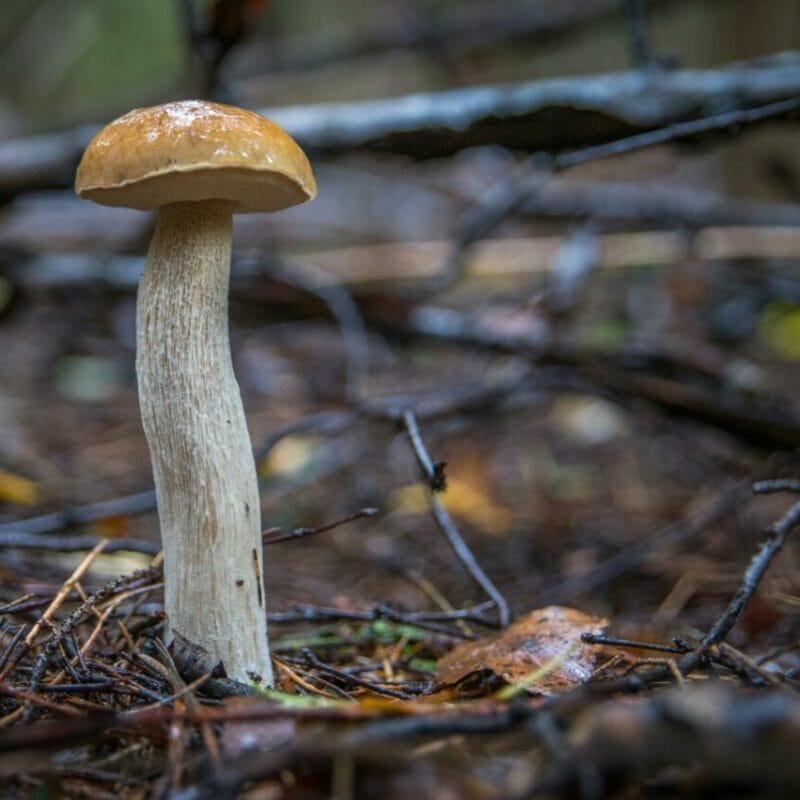 Shrooms online | Shrooms Online Canada