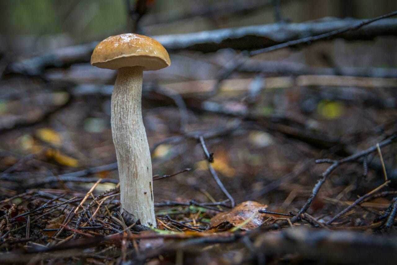 Recent Research on Psychedelic Mushrooms Indicates Prolonged Brain Alterations Could Benefit Mental Well-being
