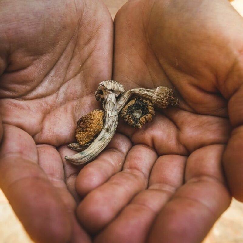 dried shrooms | Shrooms Online Canada