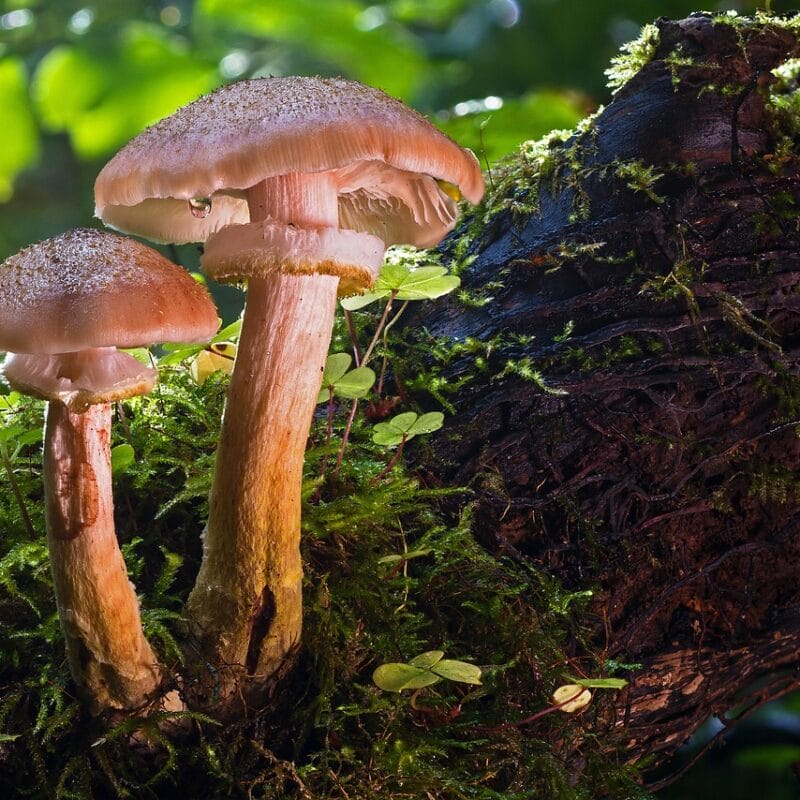 magic mushroom delivery | Shrooms Online Canada
