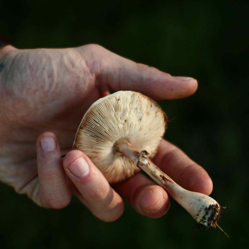 Shrooms | Shrooms Online Canada