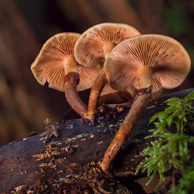 alacabenzi strain | Shrooms Online Canada