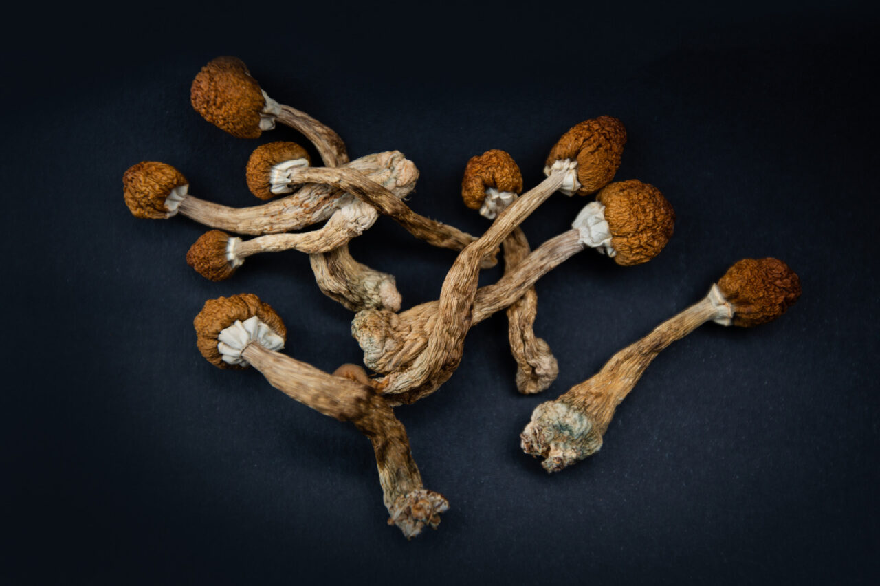Dried magic mushrooms Dried magic mushrooms