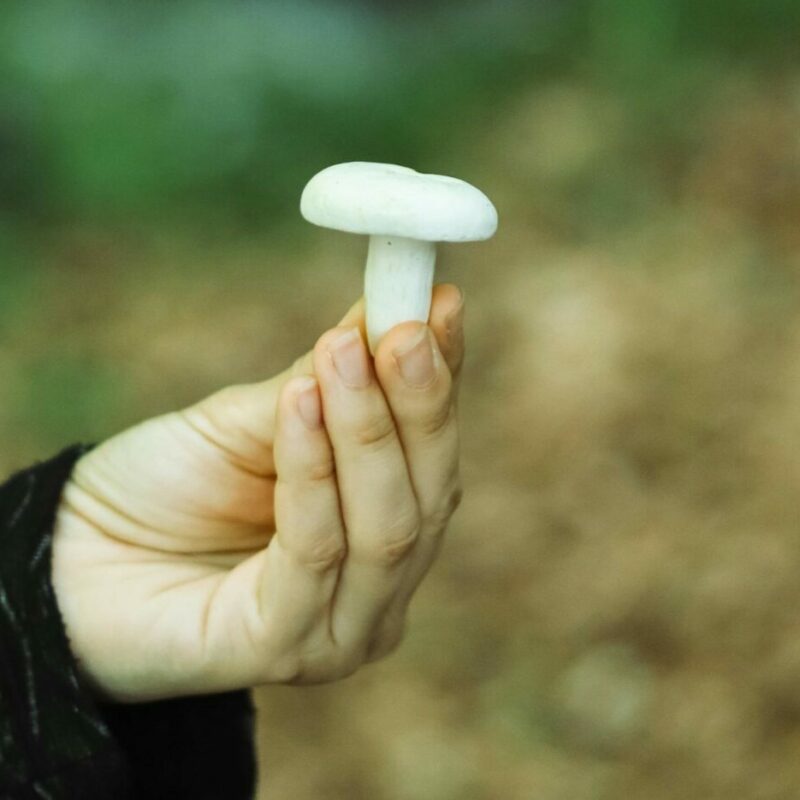 shrooms online in Canada | Shrooms Online Canada