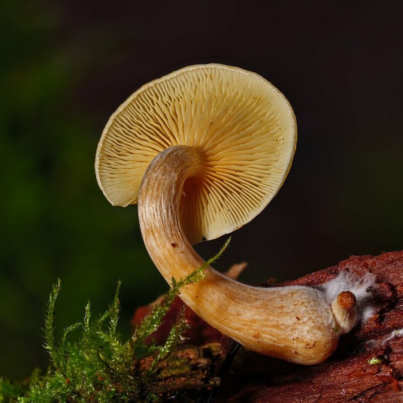 Alacabenzi Strain | Shrooms Online Canada
