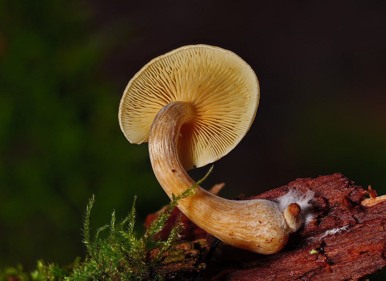 Understanding the Alacabenzi Strain – Essential Information for First-Time Users