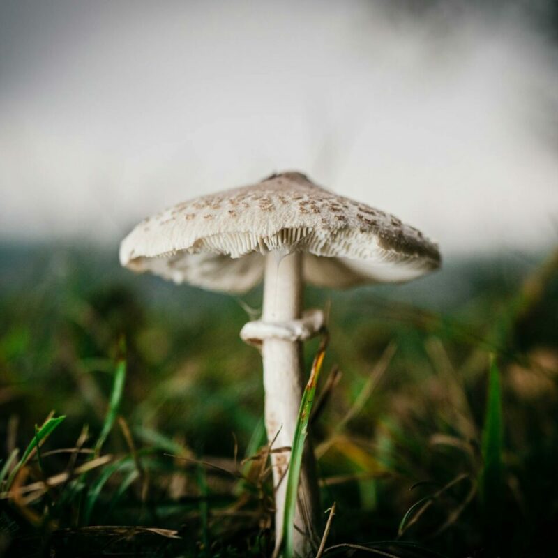 White Monster | Shrooms Online Canada