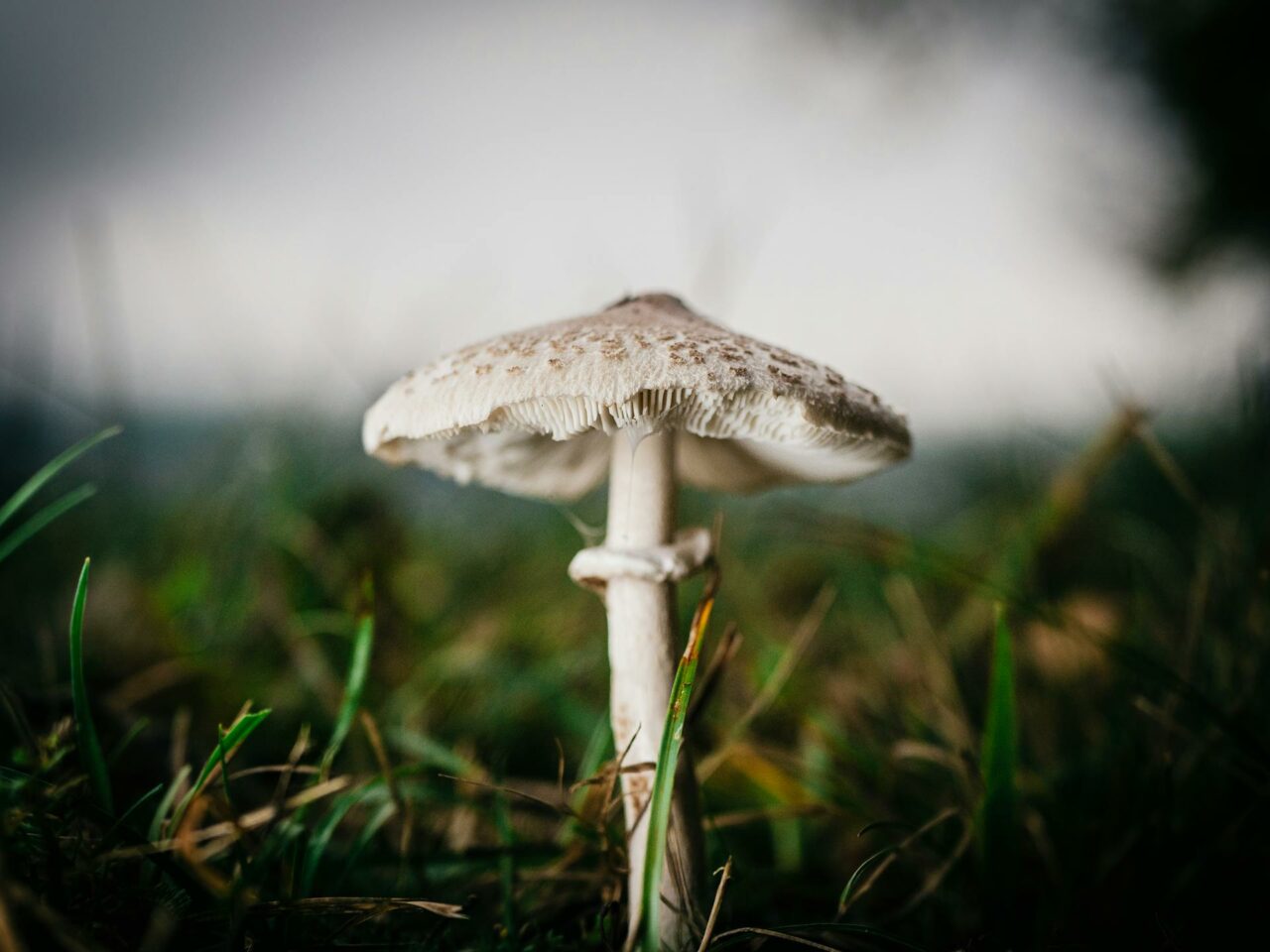 What Complements White Monster Magic Mushrooms for a Better Experience?