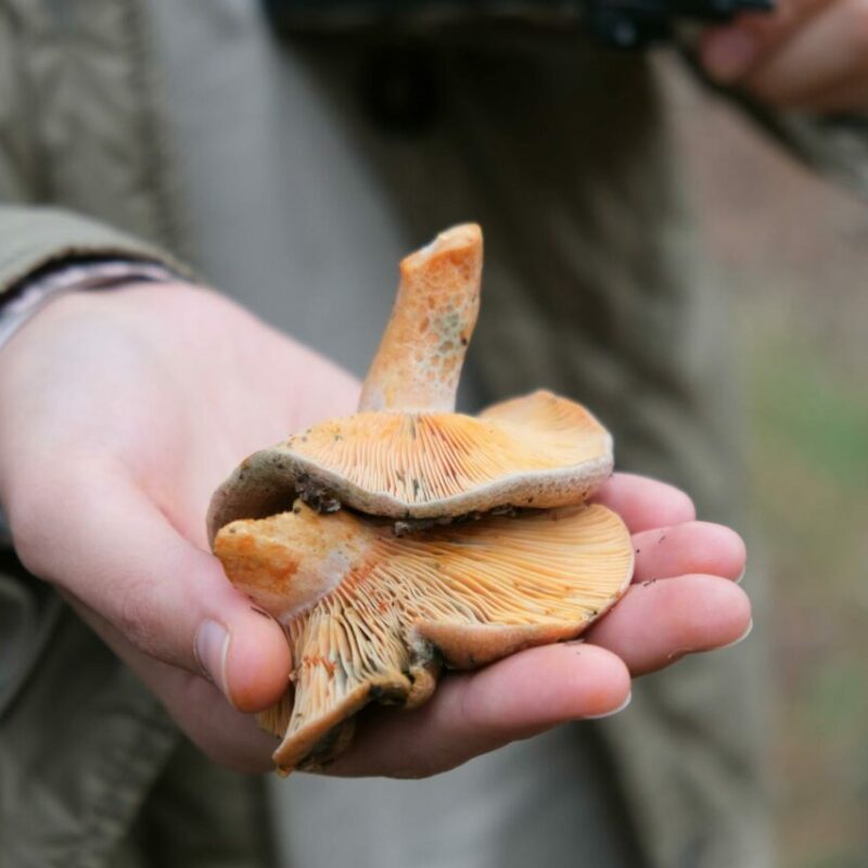 Apex Strain | Shrooms Online Canada