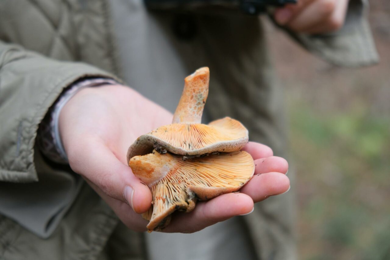 The Reason Apex Strain Mushrooms Will Forever Be a Part of My Self-Care Arsenal