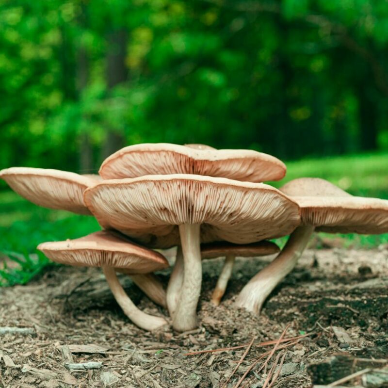 Big Daddy Mushroom | Shrooms Online Canada