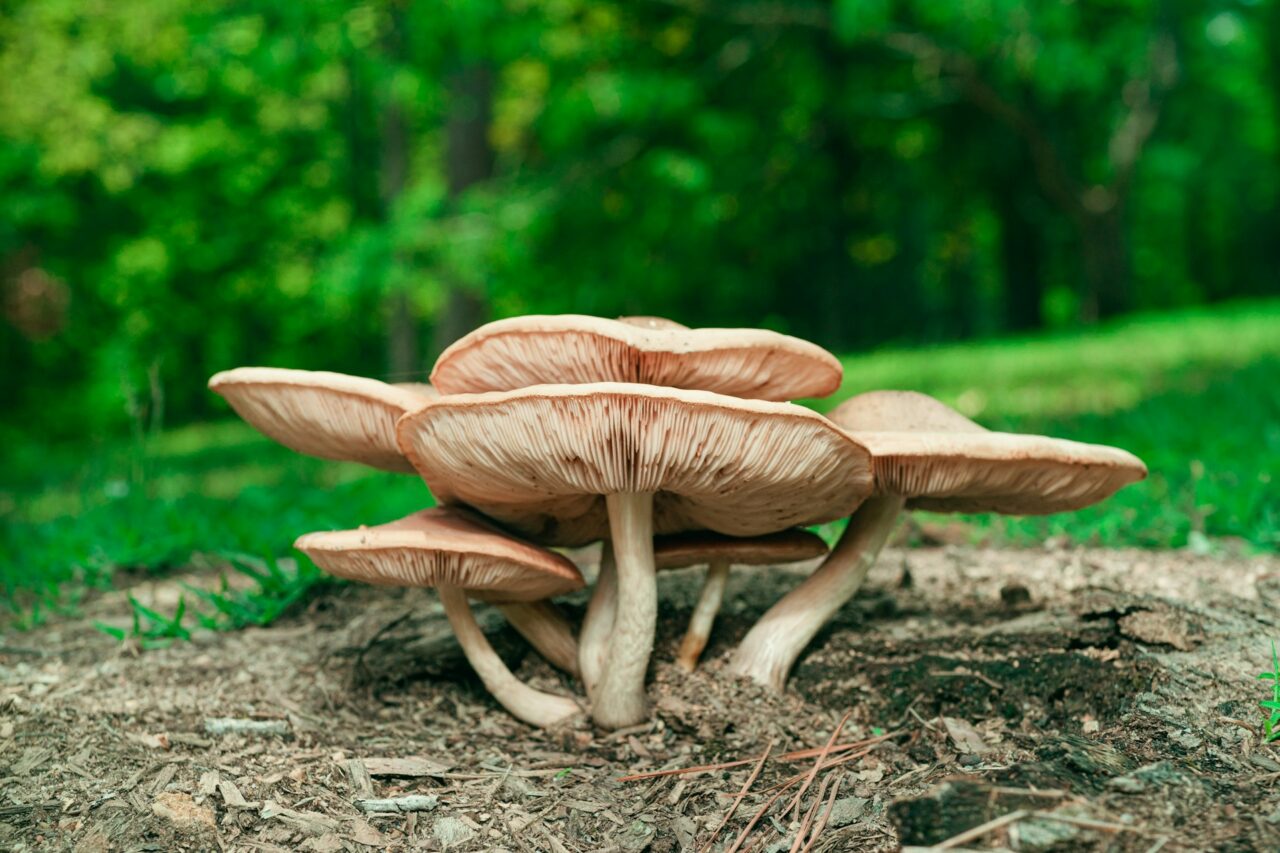 Had the Big Daddy Mushroom while Hiking—Definitely a 10/10 Experience, Highly Recommended