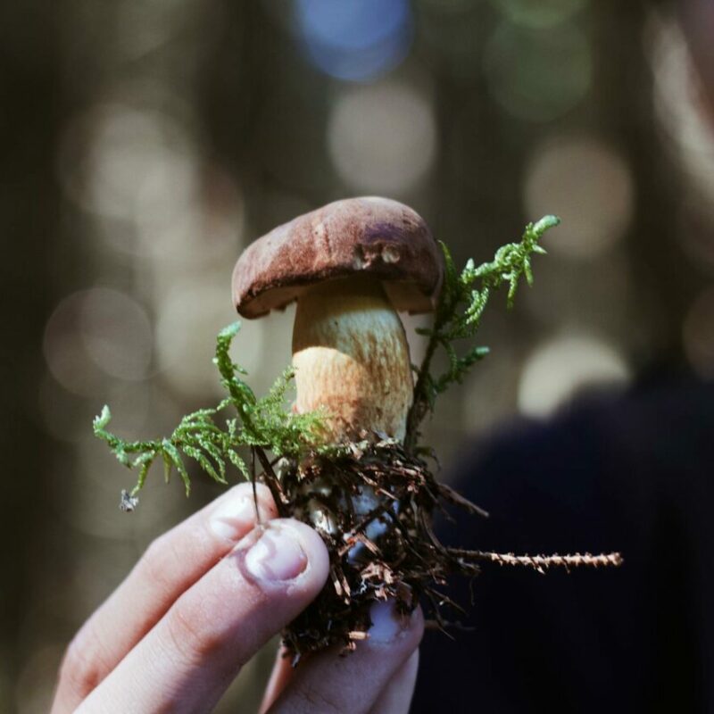Buy Shrooms | Shrooms Online Canada