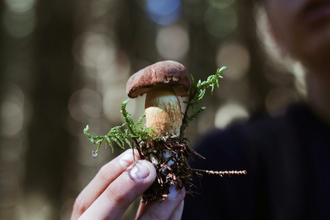 Purchasing Psychedelic Mushrooms Online? A Retiree Wishes He Had Experimented with Psilocybin 45 Years Earlier