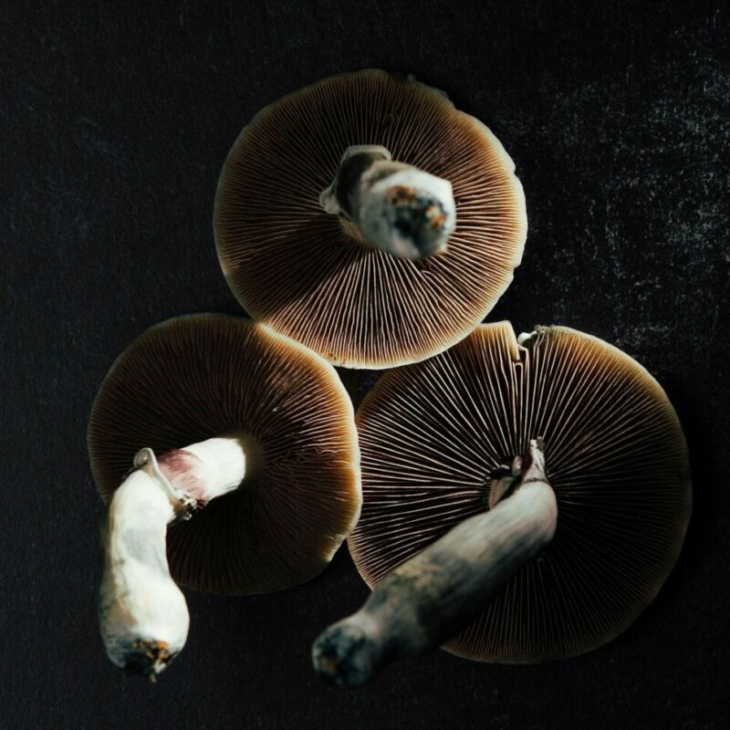 Magic Mushroom Canada | Shrooms Online Canada