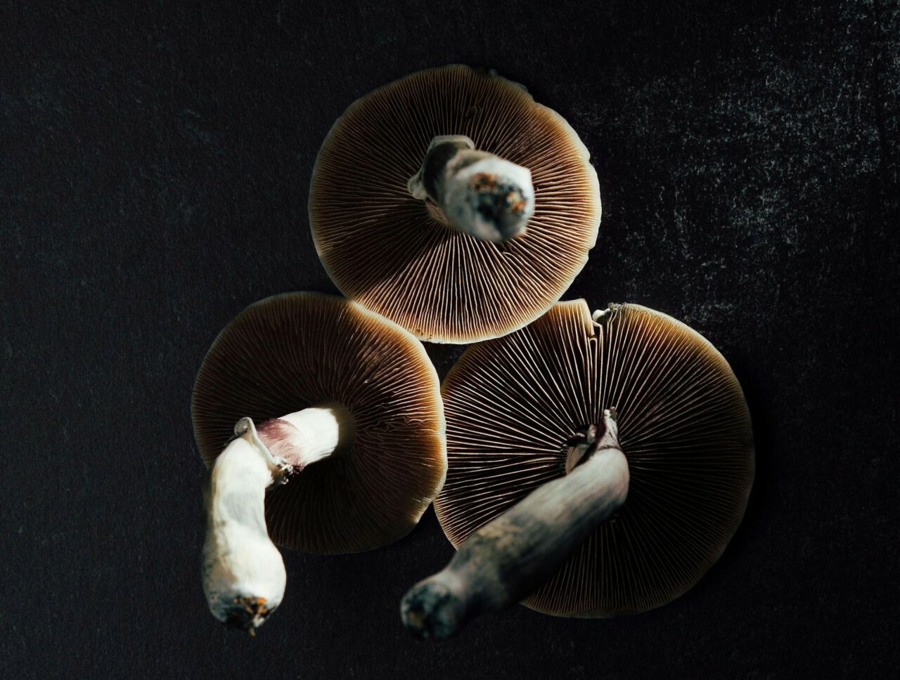 Magic Mushroom Canada – Specialists Discuss Why Natural Psilocybin Has A Greater Impact Than Its Laboratory-Produced Counterpart