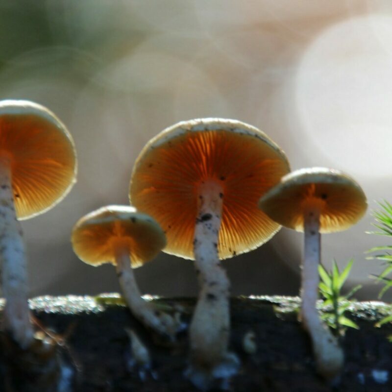 Magic Mushroom Delivery | Shrooms Online Canada