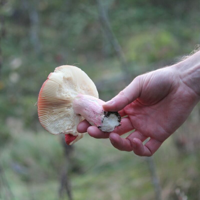 Magic Mushroom Delivery | Shrooms Online Canada