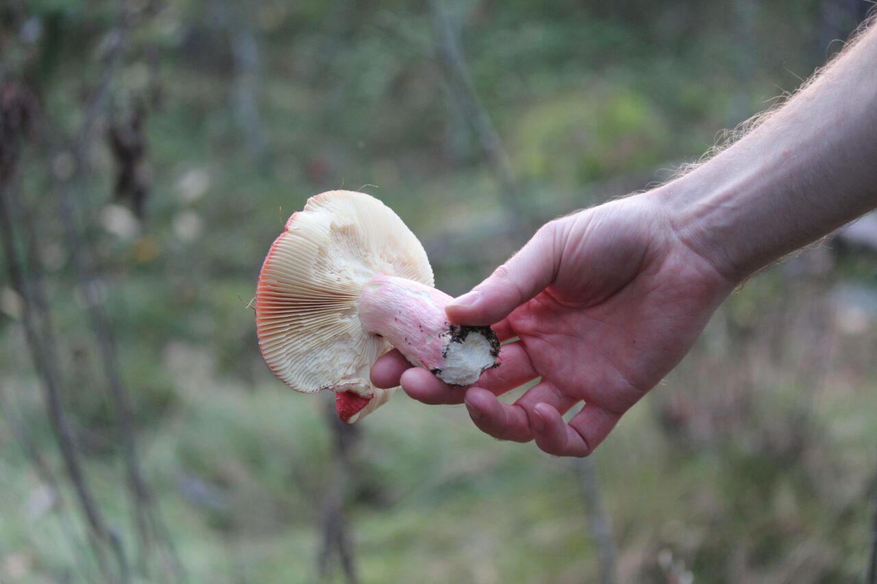 Magic Mushroom Delivery Assists in the Recovery of Paralyzed Mountain Athletes