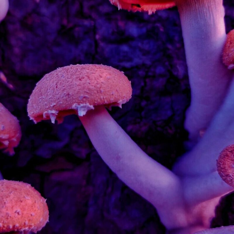 Mushroom Dispensary | Shrooms Online Canada