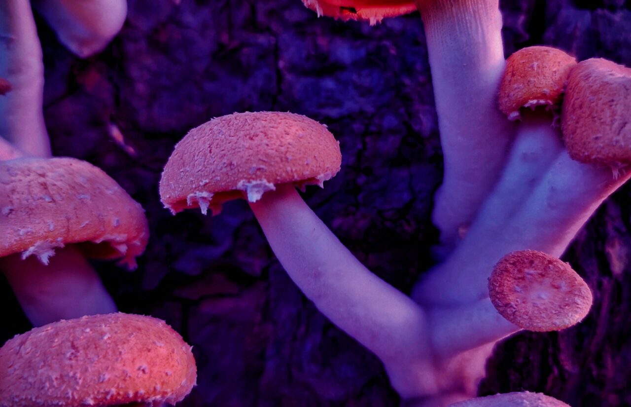 How Psilocybin, Obtained from a Mushroom Dispensary, May Reconfigure Minds Burdened by HIV-Related Guilt