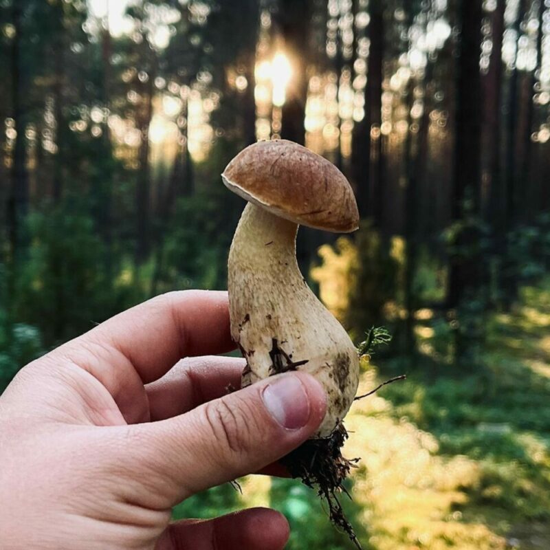 Shrooms Delivery Canada | Shrooms Online Canada