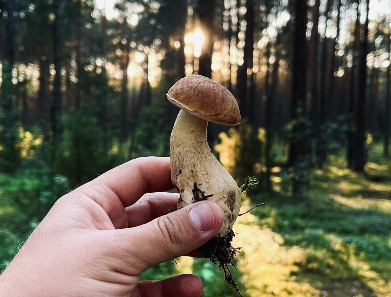 Discover if Psilocybin Outperforms Escitalopram/Esketamine through ShroomsDeliveryCanada