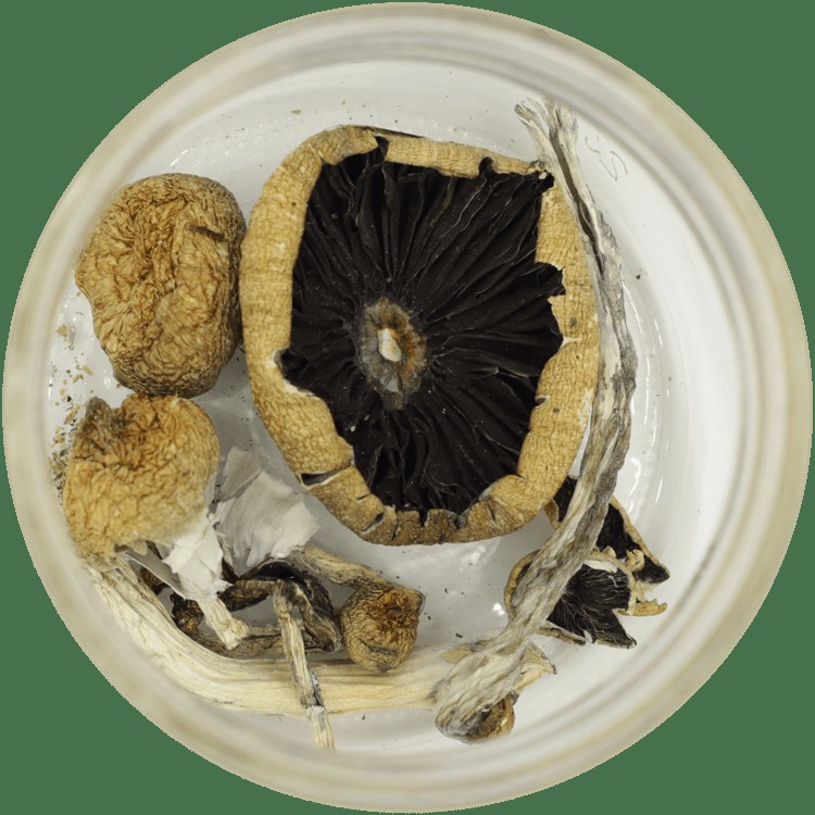  | Shrooms Online Canada