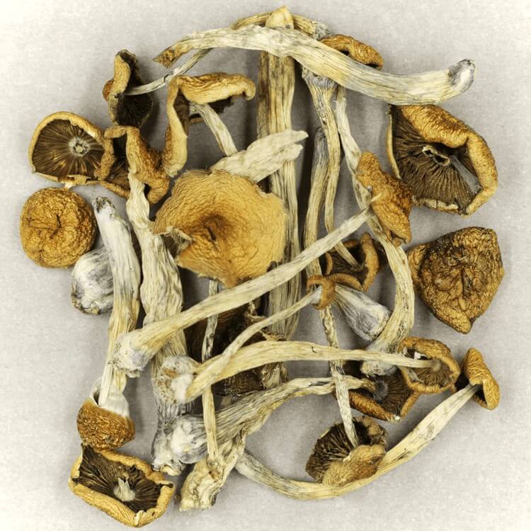  | Shrooms Online Canada