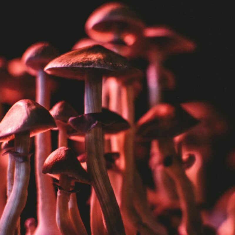  | Shrooms Online Canada