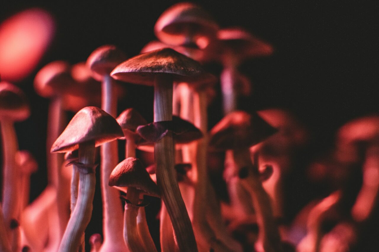 How I Successfully Purchased Psychedelics Online (While Sidestepping Fraudulent Schemes)